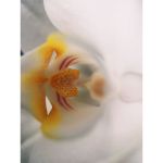 Moment Macro 10x Mobile Lens II T-Series -  Vlogging-Mobile Photography στο Twiinshop