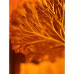 Moment Macro 10x Mobile Lens II T-Series -  Vlogging-Mobile Photography στο Twiinshop