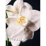 Moment Macro 75mm Mobile Lens II T-Series -  Vlogging-Mobile Photography στο Twiinshop