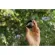 Moment Tele 58mm Lens - T-Series -  Vlogging-Mobile Photography στο Twiinshop