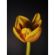 Moment Macro 75mm Mobile Lens II T-Series -  Vlogging-Mobile Photography στο Twiinshop