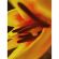 Moment Macro 10x Mobile Lens II T-Series -  Vlogging-Mobile Photography στο Twiinshop